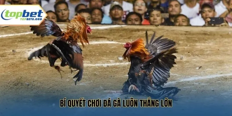 Bí quyết chơi đá gà luôn thắng lớn