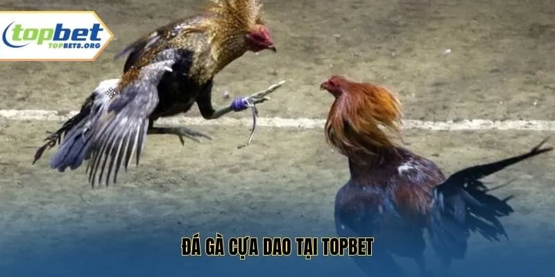 Đá gà cựa dao tại Topbet