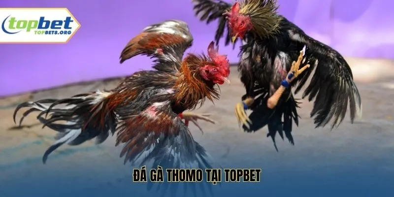 Đá Gà Thomo Topbet