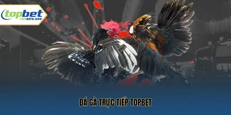 Đá Gà Trực Tiếp Topbet