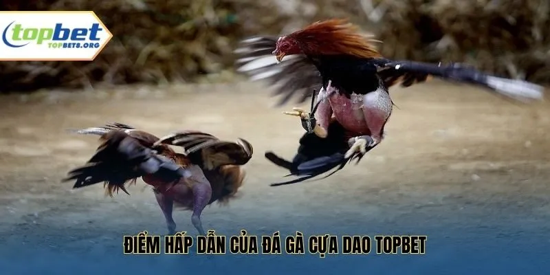 Điểm hấp dẫn của đá gà cựa dao Topbet
