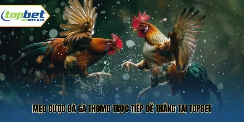 Mẹo cược đá gà Thomo trực tiếp dễ thắng tại Topbet