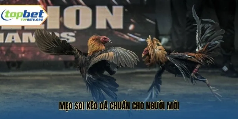 Mẹo soi kèo gà chuẩn cho người mới