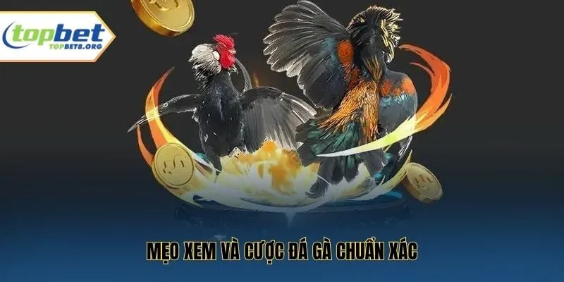 Mẹo xem và cược đá gà chuẩn xác
