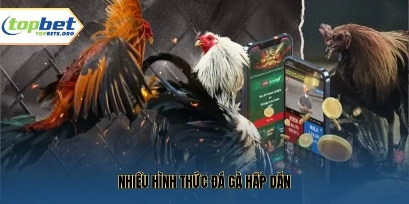 Nhiều hình thức đá gà hấp dẫn