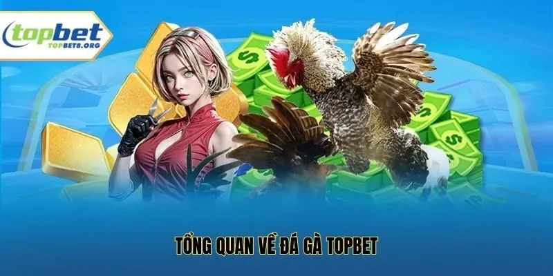 Tổng quan về đá gà Topbet