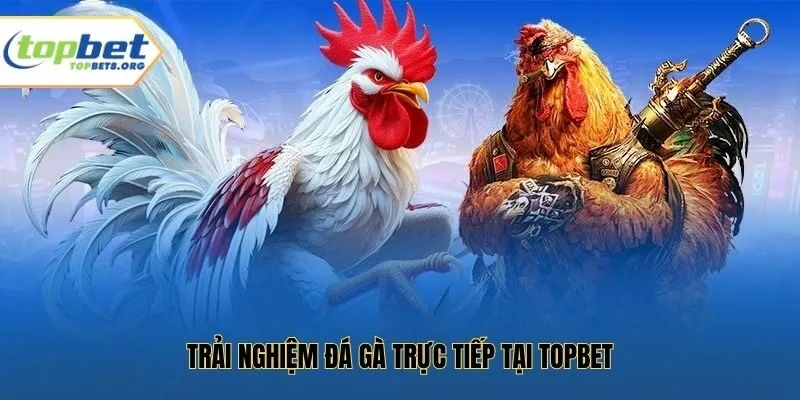 Trải nghiệm đá gà trực tiếp tại Topbet