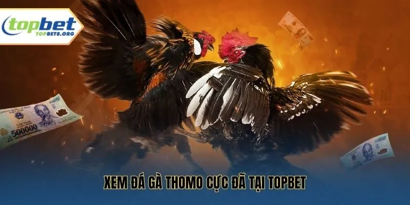 Xem đá gà Thomo cực đã tại Topbet